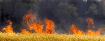 В Болградському районі вогонь знищів 15 га пшениці